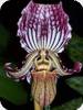 Paph. fairrieanum